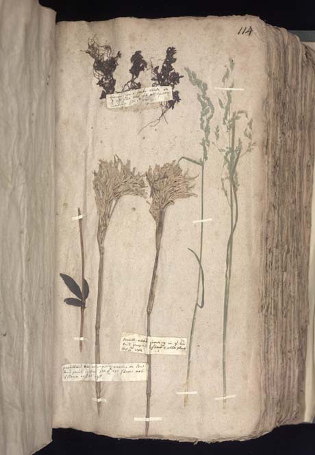 Herbarium Specimens