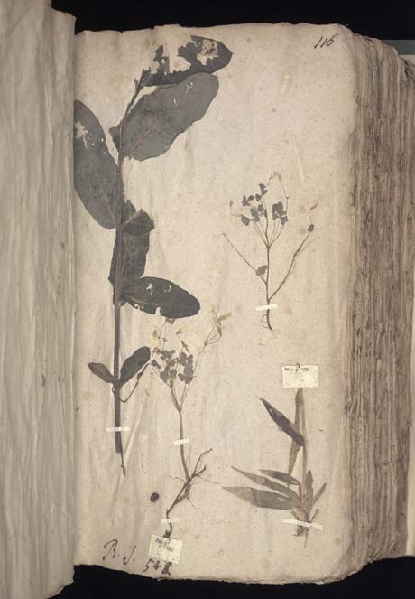 Herbarium Specimens